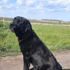 Подробнее об объявлении «Аргаяш Пропала собака кобель» Фото: пропала собака  «Аргаяш Пропала собака кобель» в г. Аргаяш