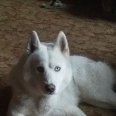Подробнее об объявлении «Екатеринбург Пропала собака кобель» Фото: пропала собака Сибирская хаски «Екатеринбург Пропала собака кобель» в г. Екатеринбург