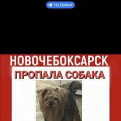 Подробнее об объявлении «Новочебоксарск Пропала собака» Фото: пропала собака Йоркширский терьер «Новочебоксарск Пропала собака» в г. Новочебоксарск