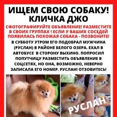 Подробнее об объявлении «Москва Пропала собака кобель» Фото: пропала собака Померанский шпиц «Москва Пропала собака кобель» в г. Москва