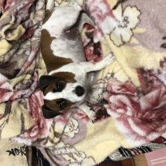 Подробнее об объявлении «Луганск Пропала собака» Фото: пропала собака Джек рассел терьер «Луганск Пропала собака» в г. Луганск