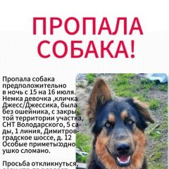 Подробнее об объявлении «Пропала собака Ульяновск» Фото: пропала собака Немецкая овчарка «Пропала собака Ульяновск» в г. Ульяновск