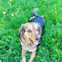 Подробнее об объявлении «Пропала собака Луганск» Фото: пропала собака  «Пропала собака Луганск» в г. Луганск