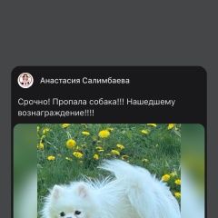 Подробнее об объявлении «Пропала собака белый шпиц очень малькая Троицк Челябинская обл.» Фото: пропала собака  «Пропала собака белый шпиц очень малькая Троицк...» в г. Троицк Челябинская обл.