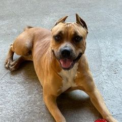 Подробнее об объявлении «Пропала собака питбуль девочка Адлер» Фото: пропала собака  «Пропала собака питбуль девочка Адлер» в г. Адлер