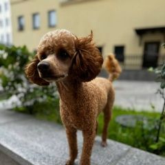 Подробнее об объявлении «Балашиха Пропала собака» Фото: пропала собака Пудель «Балашиха Пропала собака» в г. Балашиха