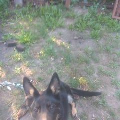 Подробнее об объявлении «Пропала собака немецкая овчарка. Чебоксары» Фото: пропала собака Немецкая овчарка «Пропала собака немецкая овчарка. Чебоксары» в г. Чебоксары