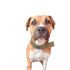 Подробнее об объявлении «Симферополь Пропала собака» Фото: пропала собака Американский стаффордширский терьер «Симферополь Пропала собака» в г. Симферополь