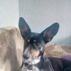 Подробнее об объявлении «Елизово (Камчатская обл.) Пропала собака похожа на таксу, девочка.» Фото: пропала собака  «Елизово (Камчатская обл.) Пропала собака похожа...» в г. Елизово (Камчатская обл.)