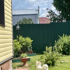 Подробнее об объявлении «Москва Пропала собака кобель» Фото: пропала собака Чихуахуа «Москва Пропала собака кобель» в г. Москва