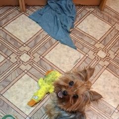 Подробнее об объявлении «Краснодар Пропала собака йоркширский терьер» Фото: пропала собака Йоркширский терьер «Краснодар Пропала собака йоркширский терьер» в г. Краснодар