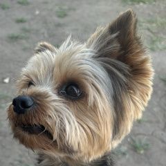 Подробнее об объявлении «Энгельс Пропала собака кобель» Фото: пропала собака Йоркширский терьер «Энгельс Пропала собака кобель» в г. Энгельс