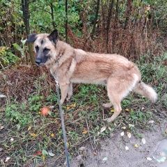 Подробнее об объявлении «Пропала собака кобель по кличке дик Тосно» Фото: пропала собака  «Пропала собака кобель по кличке дик Тосно» в г. Тосно