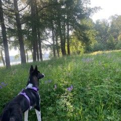 Подробнее об объявлении «Екатеринбург Пропала собака. черно белая» Фото: пропала собака  «Екатеринбург Пропала собака. черно белая» в г. Екатеринбург