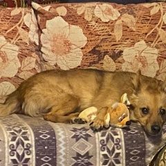 Подробнее об объявлении «Москва Пропала собака московская область и» Фото: пропала собака  «Москва Пропала собака московская область и» в г. Москва