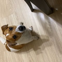 Подробнее об объявлении «Шемышейка Пропала собака кобель любимая грустинка» Фото: пропала собака Джек рассел терьер «Шемышейка Пропала собака кобель любимая грустинка» в г. Шемышейка