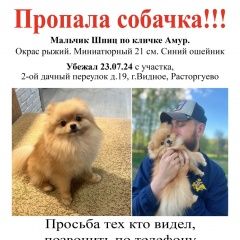 Подробнее об объявлении «Пропала собака кобель нашедшего ждёт крупное вознаграждение Видное» Фото: пропала собака Померанский шпиц «Пропала собака кобель нашедшего ждёт крупное...» в г. Видное