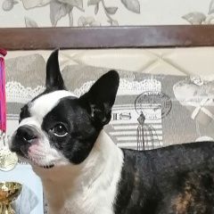 Подробнее об объявлении «Алушта Пропала собака кобель» Фото: пропала собака Бостон терьер «Алушта Пропала собака кобель» в г. Алушта
