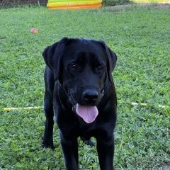 Подробнее об объявлении «Ижевск Пропала собака черная, лабрадор» Фото: пропала собака Лабрадор ретривер «Ижевск Пропала собака черная, лабрадор» в г. Ижевск