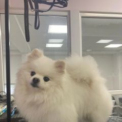 Подробнее об объявлении «Пропала собака шпиц Кондрово» Фото: пропала собака Померанский шпиц «Пропала собака шпиц Кондрово» в г. Кондрово