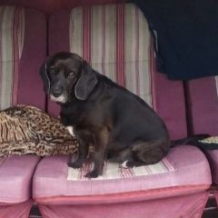 Подробнее об объявлении «Москва Пропала собака.» Фото: пропала собака Бигль «Москва Пропала собака.» в г. Москва