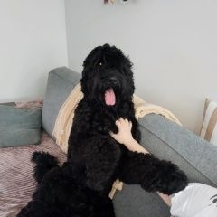 Подробнее об объявлении «Тюмень Пропала собака кобель» Фото: пропала собака Русский чёрный терьер «Тюмень Пропала собака кобель» в г. Тюмень