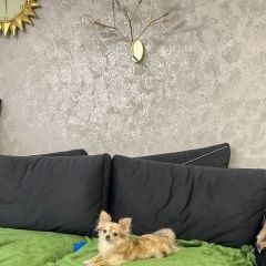 Подробнее об объявлении «Пропала собака Торжок» Фото: пропала собака Чихуахуа «Пропала собака Торжок» в г. Торжок