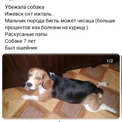 Подробнее об объявлении «Ижевск Пропала собака кобель» Фото: пропала собака Бигль «Ижевск Пропала собака кобель» в г. Ижевск