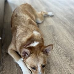 Подробнее об объявлении «Пропала собака убежала собака в течке. Хабаровск» Фото: пропала собака  «Пропала собака убежала собака в течке. Хабаровск» в г. Хабаровск