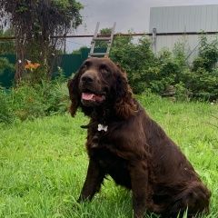 Подробнее об объявлении «Пропала собака кобель Хабаровск» Фото: пропала собака  «Пропала собака кобель Хабаровск» в г. Хабаровск