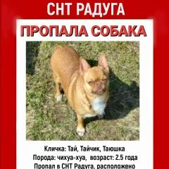 Подробнее об объявлении «Торжок Пропала собака кобель вознаграждение 50000» Фото: пропала собака Чихуахуа «Торжок Пропала собака кобель вознаграждение 50000» в г. Торжок