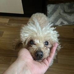 Подробнее об объявлении «Пропала собака калужское шоссе, красная пахра, пудель Троицк» Фото: пропала собака Пудель «Пропала собака калужское шоссе, красная пахра,...» в г. Троицк