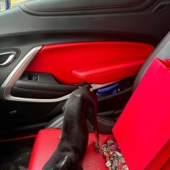 Подробнее об объявлении «Ноябрьск Пропала собака кобель» Фото: пропала собака  «Ноябрьск Пропала собака кобель» в г. Ноябрьск