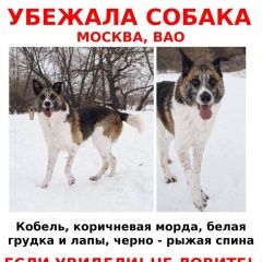 Подробнее об объявлении «Москва Пропала собака кобель чип» Фото: пропала собака  «Москва Пропала собака кобель чип» в г. Москва