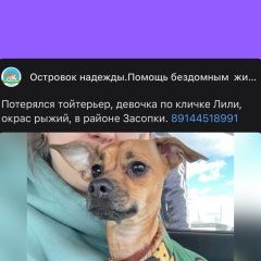 Подробнее об объявлении «Пропала собака той терьер Чита» Фото: пропала собака  «Пропала собака той терьер Чита» в г. Чита
