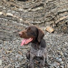 Подробнее об объявлении «Пропала собака кобель дратхаар Симферополь» Фото: пропала собака  «Пропала собака кобель дратхаар Симферополь» в г. Симферополь