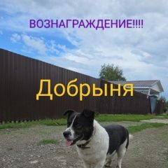 Подробнее об объявлении «Пропала собака кобель в кп истринские сады Истра» Фото: пропала собака  «Пропала собака кобель в кп истринские сады Истра» в г. Истра