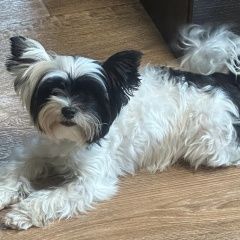 Подробнее об объявлении «Москва Пропала собака помогите пожалуйста найти собаку» Фото: пропала собака  «Москва Пропала собака помогите пожалуйста найти...» в г. Москва