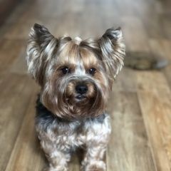 Подробнее об объявлении «Пропала собака кобель йорк Тогучин» Фото: пропала собака Йоркширский терьер «Пропала собака кобель йорк Тогучин» в г. Тогучин