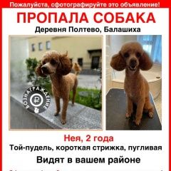Подробнее об объявлении «Балашиха Пропала собака» Фото: пропала собака  «Балашиха Пропала собака» в г. Балашиха