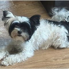 Подробнее об объявлении «Москва Пропала собака бивер йорк» Фото: пропала собака Йоркширский терьер «Москва Пропала собака бивер йорк» в г. Москва