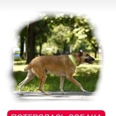 Подробнее об объявлении «Москва Пропала собака кобель ювао прошу помощи» Фото: пропала собака  «Москва Пропала собака кобель ювао прошу помощи» в г. Москва