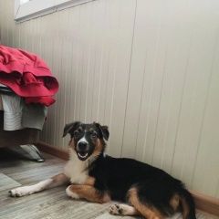 Подробнее об объявлении «Симферополь Пропала собака кобель» Фото: пропала собака  «Симферополь Пропала собака кобель» в г. Симферополь