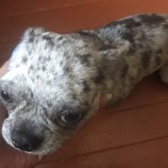 Подробнее об объявлении «Пропала собака кобель Чебоксары» Фото: пропала собака  «Пропала собака кобель Чебоксары» в г. Чебоксары