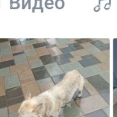 Подробнее об объявлении «Пропала собака Уфа» Фото: пропала собака  «Пропала собака Уфа» в г. Уфа
