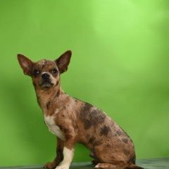 Подробнее об объявлении «Москва Пропала собака кобель» Фото: пропала собака  «Москва Пропала собака кобель» в г. Москва