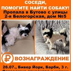 Подробнее об объявлении «Москва Пропала собака бивер йорк» Фото: пропала собака Йоркширский терьер «Москва Пропала собака бивер йорк» в г. Москва