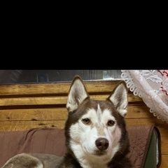 Подробнее об объявлении «Пропала собака Хабаровск» Фото: пропала собака  «Пропала собака Хабаровск» в г. Хабаровск