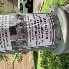 Подробнее об объявлении «Москва Пропала собака кобель» Фото: пропала собака  «Москва Пропала собака кобель» в г. Москва