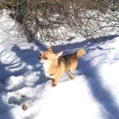 Подробнее об объявлении «Домодедово Пропала собака кобель чихуахуа 30 июля» Фото: пропала собака Чихуахуа «Домодедово Пропала собака кобель чихуахуа 30 июля» в г. Домодедово